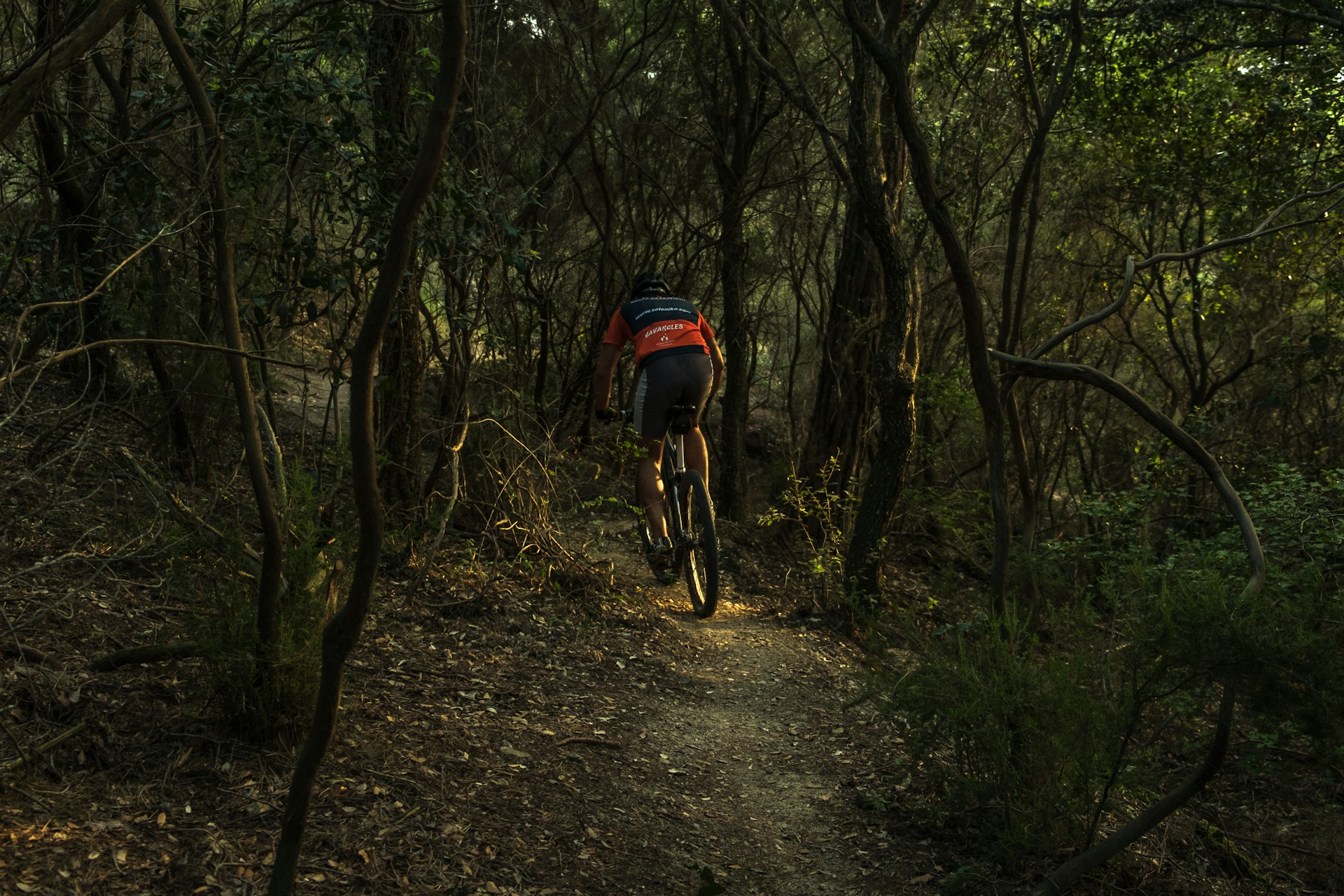 Rau Forest cycling trail through dense jungle