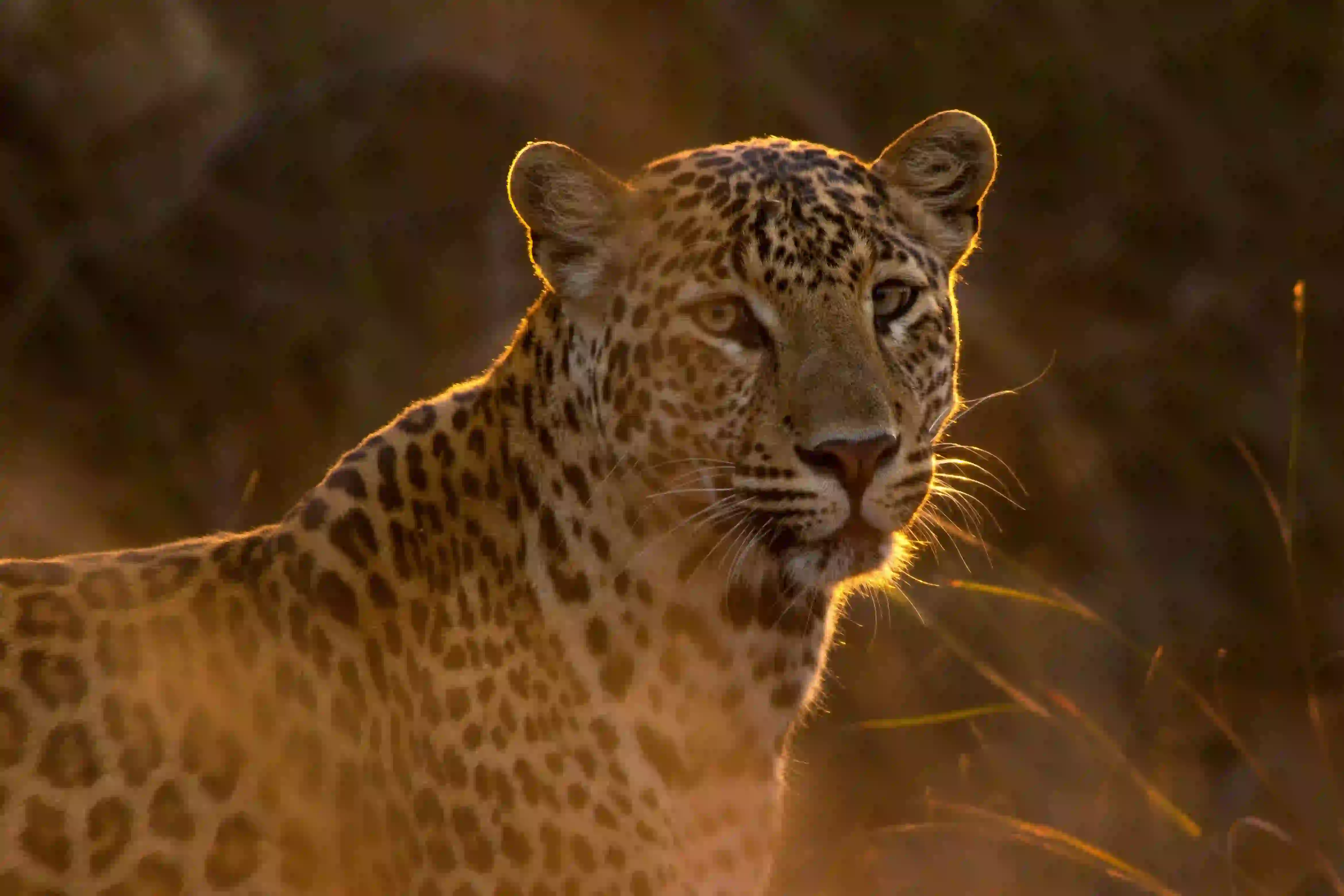 Leopards in Tanzania