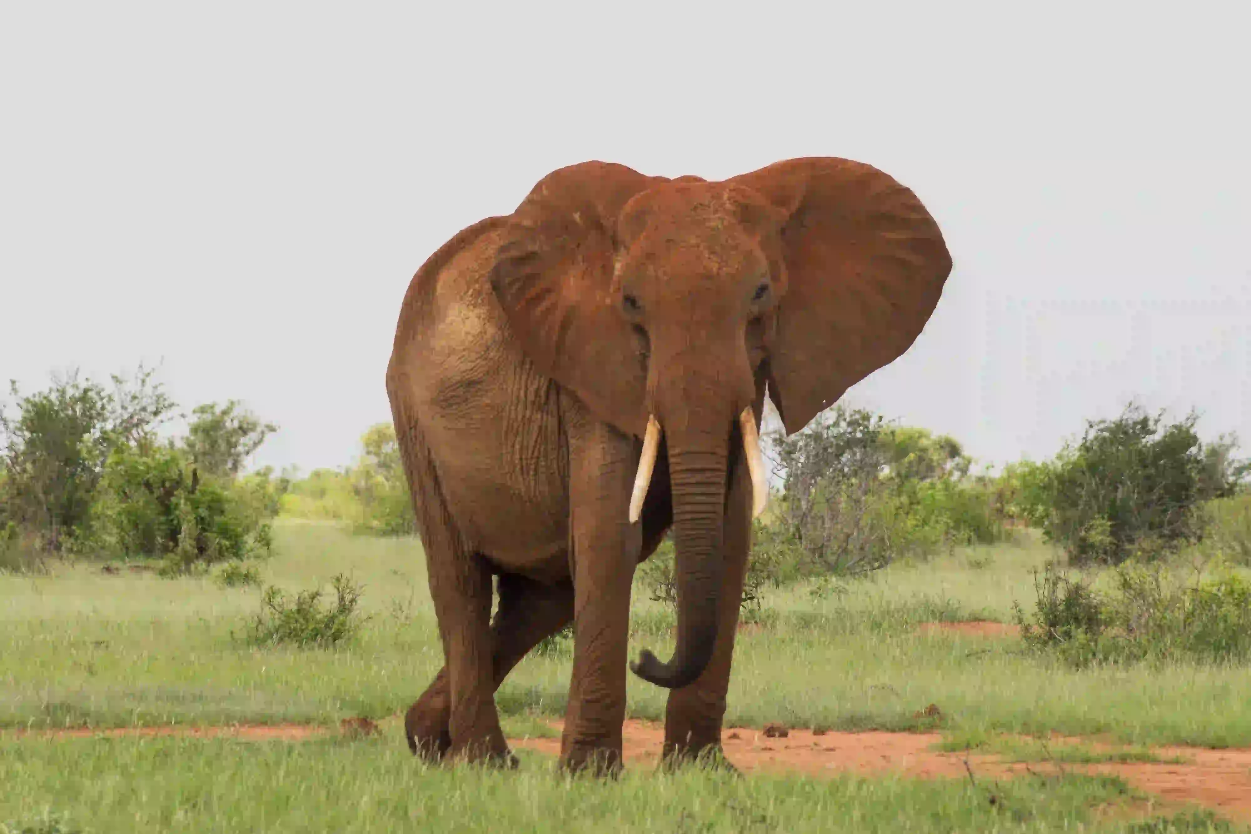 Tarangire Elephants