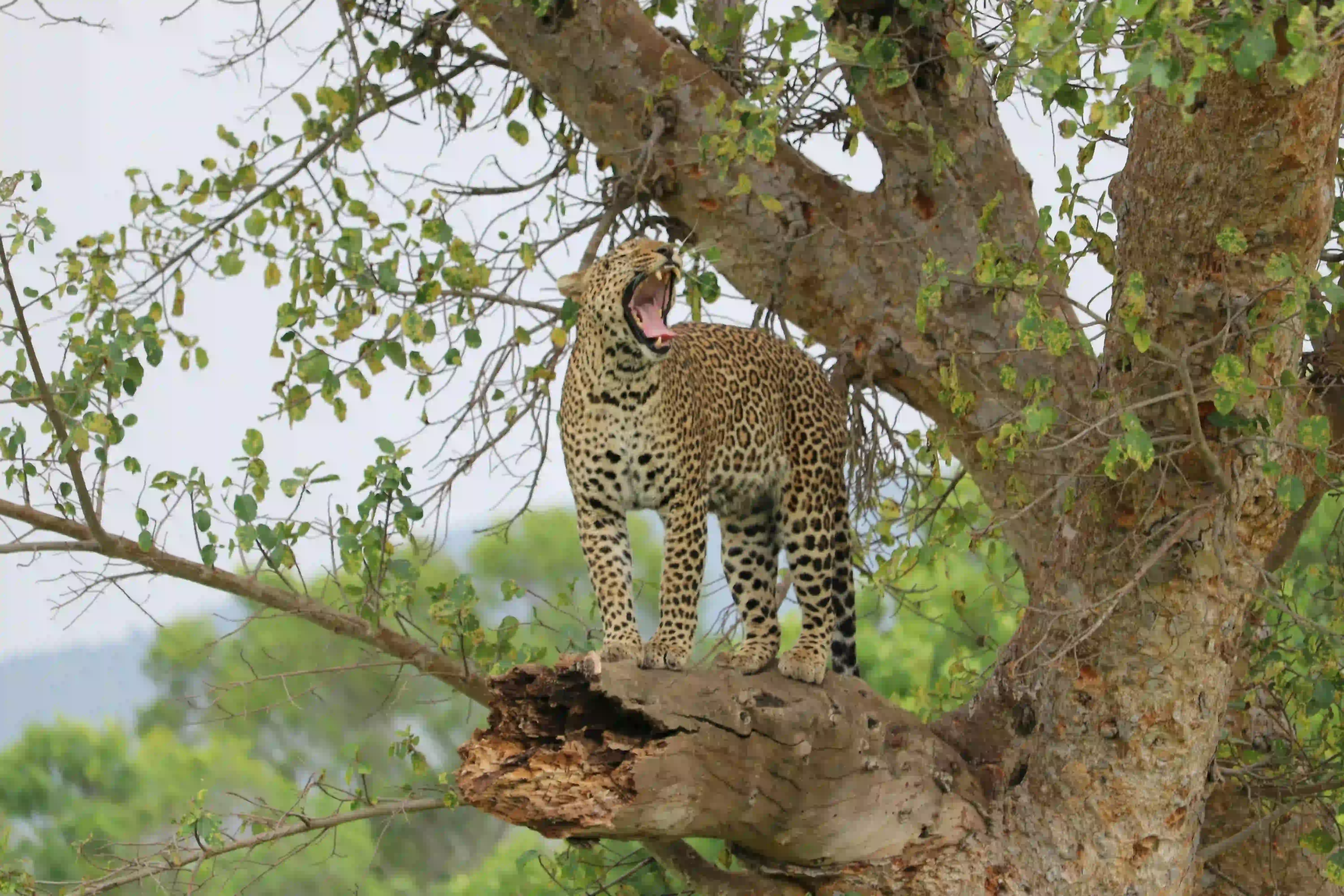 Leopard Sighting