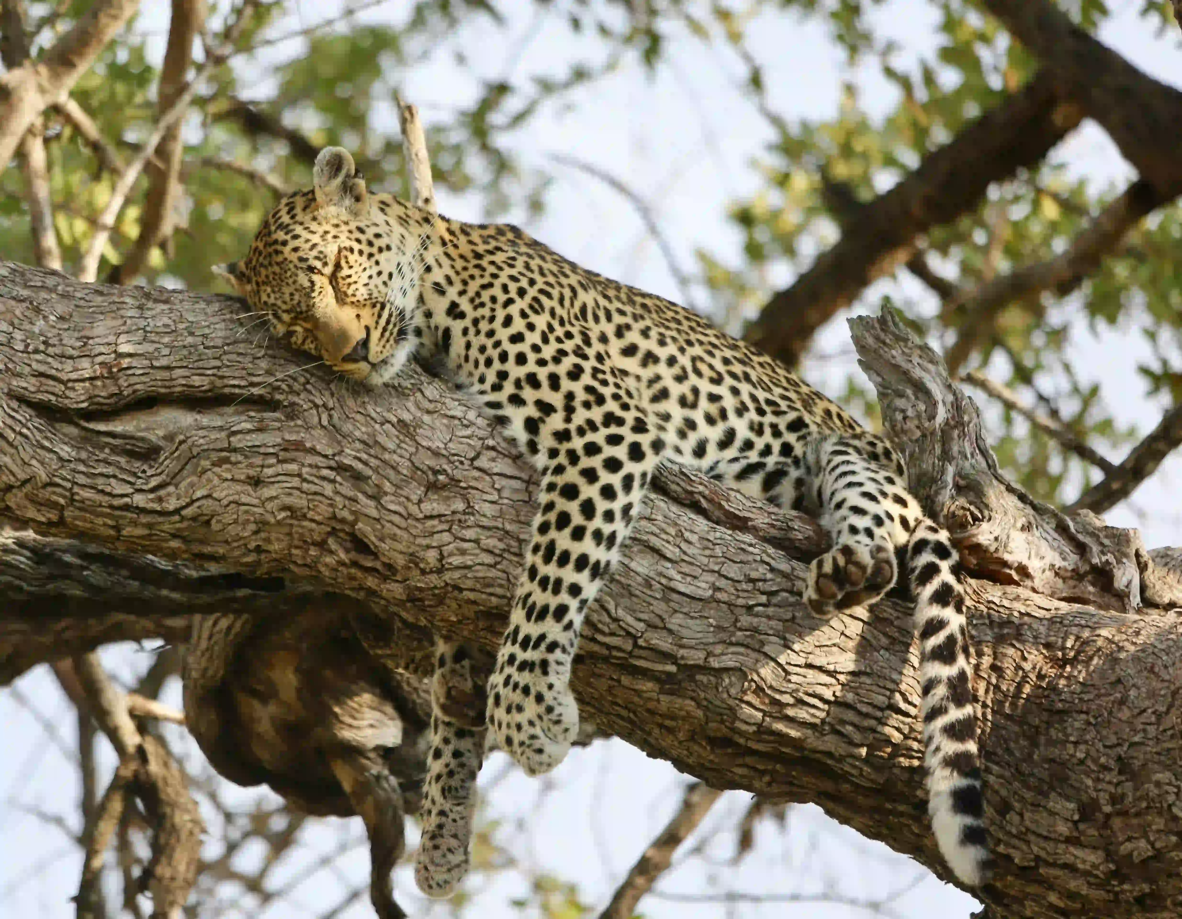 Cheetah