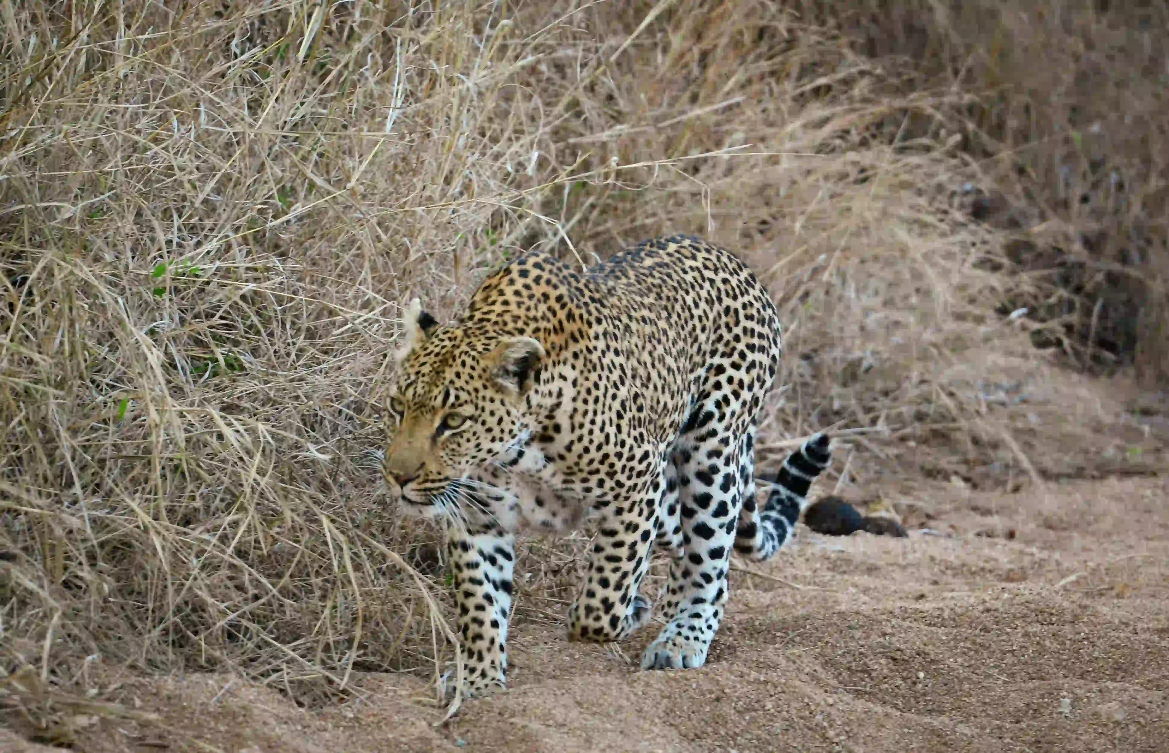 Ngorongoro Crater