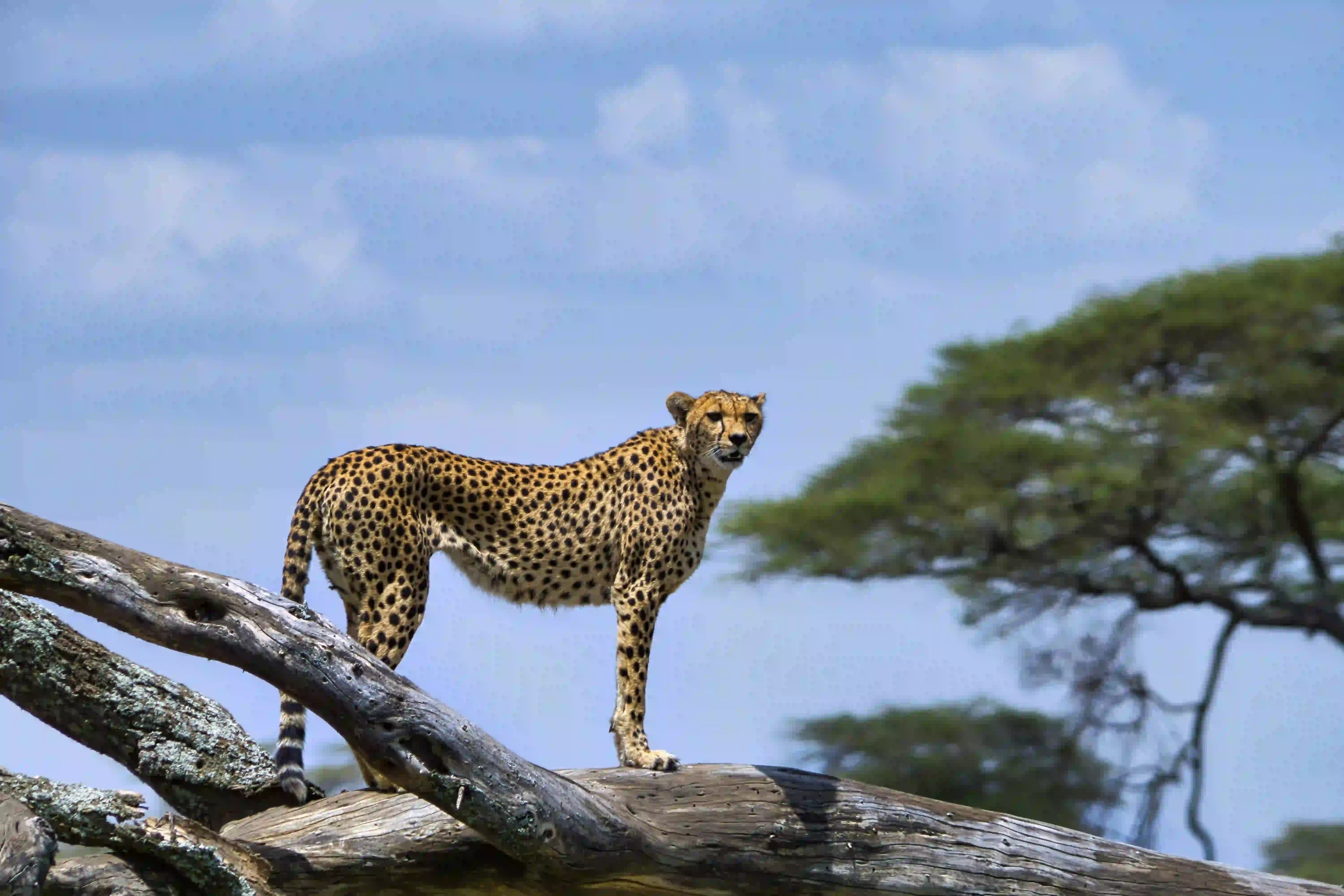 3 Day Northern Safari