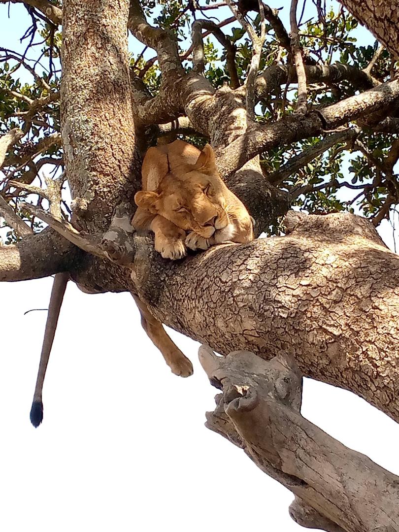 Serengeti Great Migration