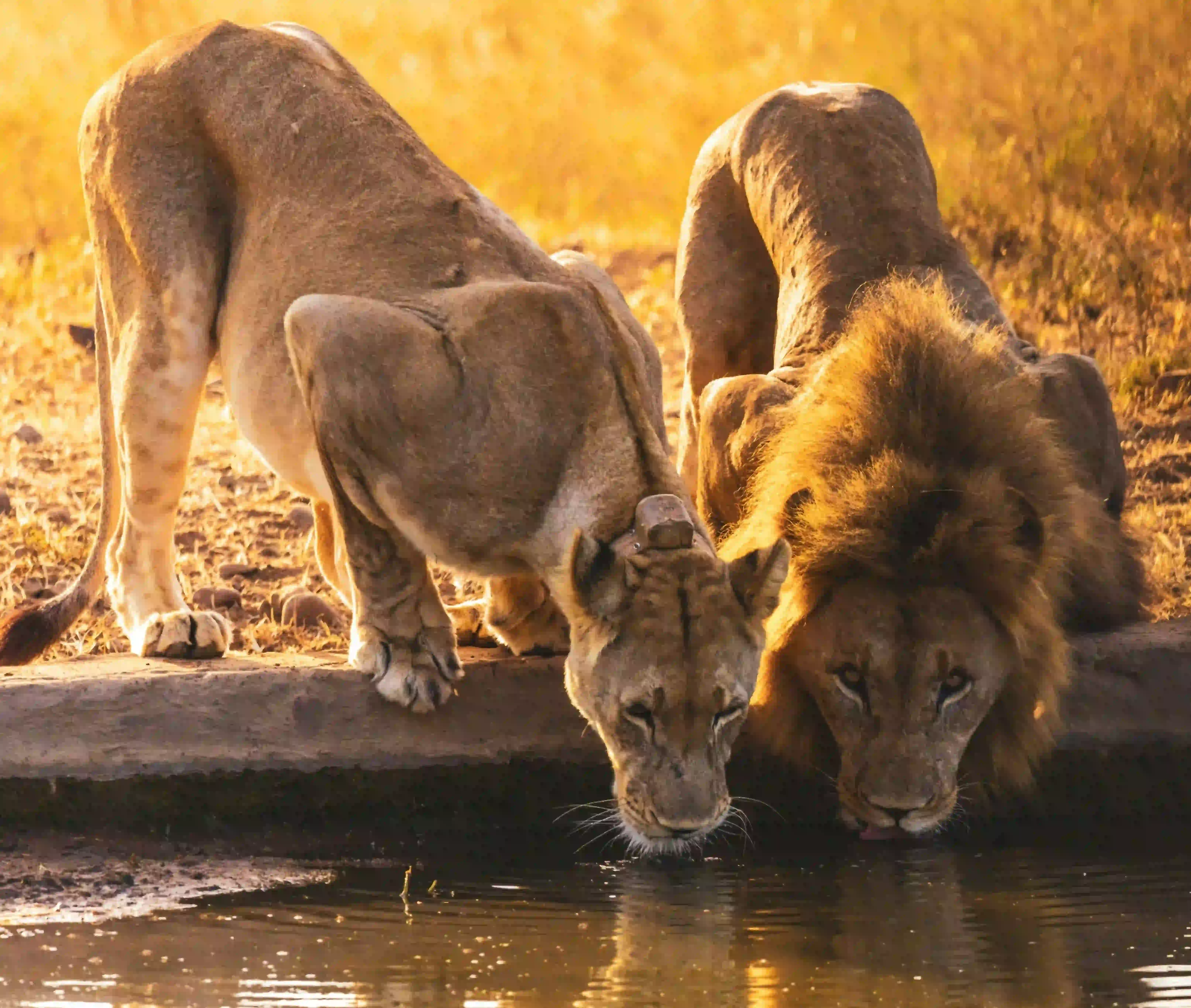 Romantic Honeymoon Safari