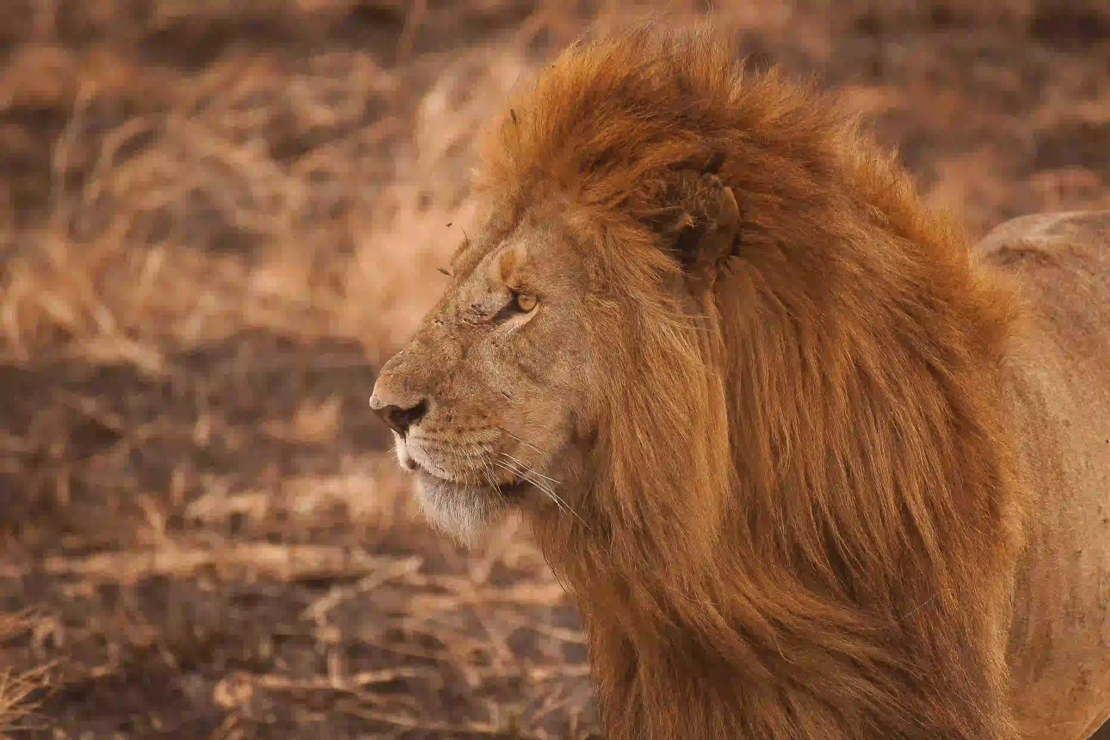 Ngorongoro Crater Lions