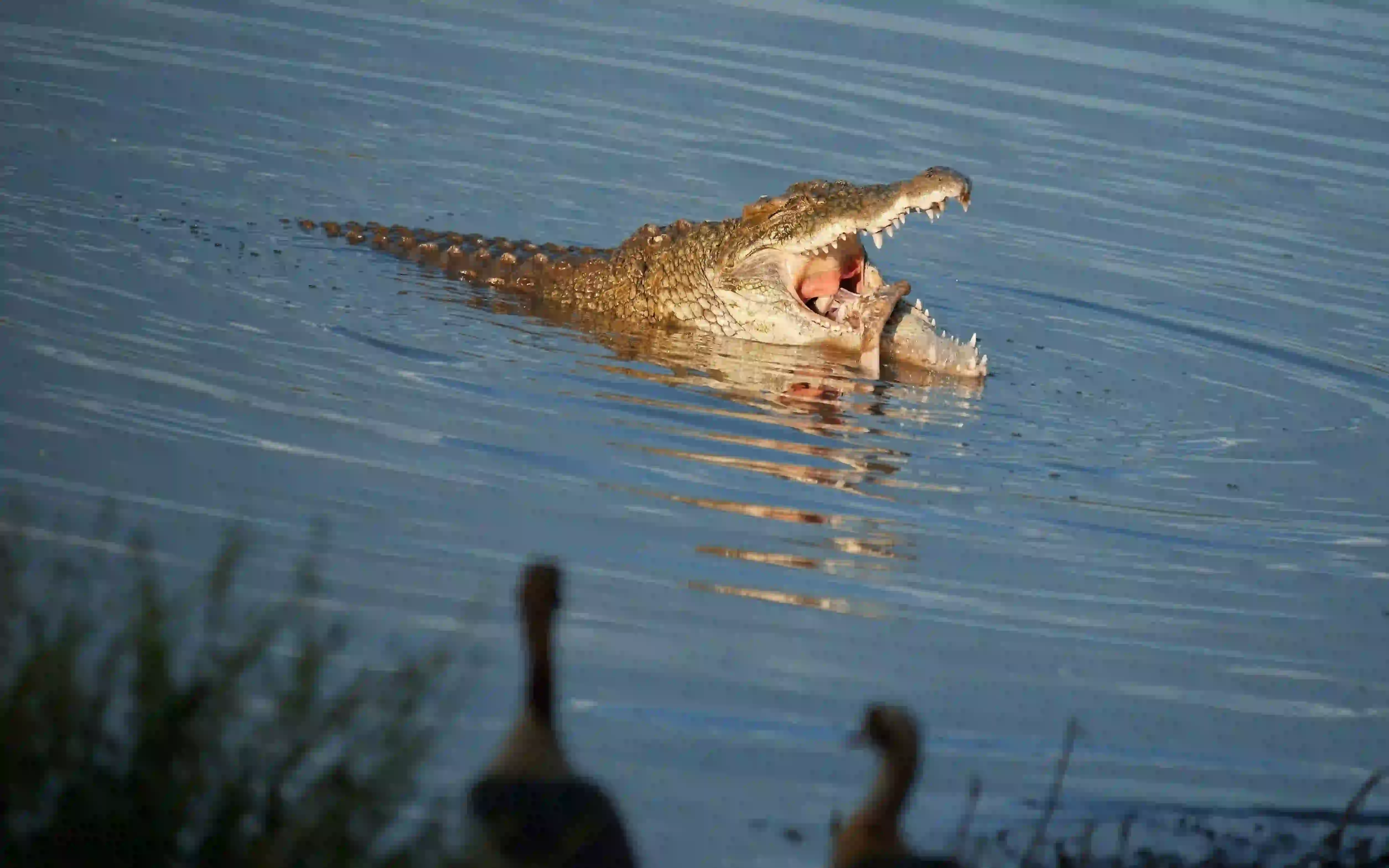 Budget Safaris
