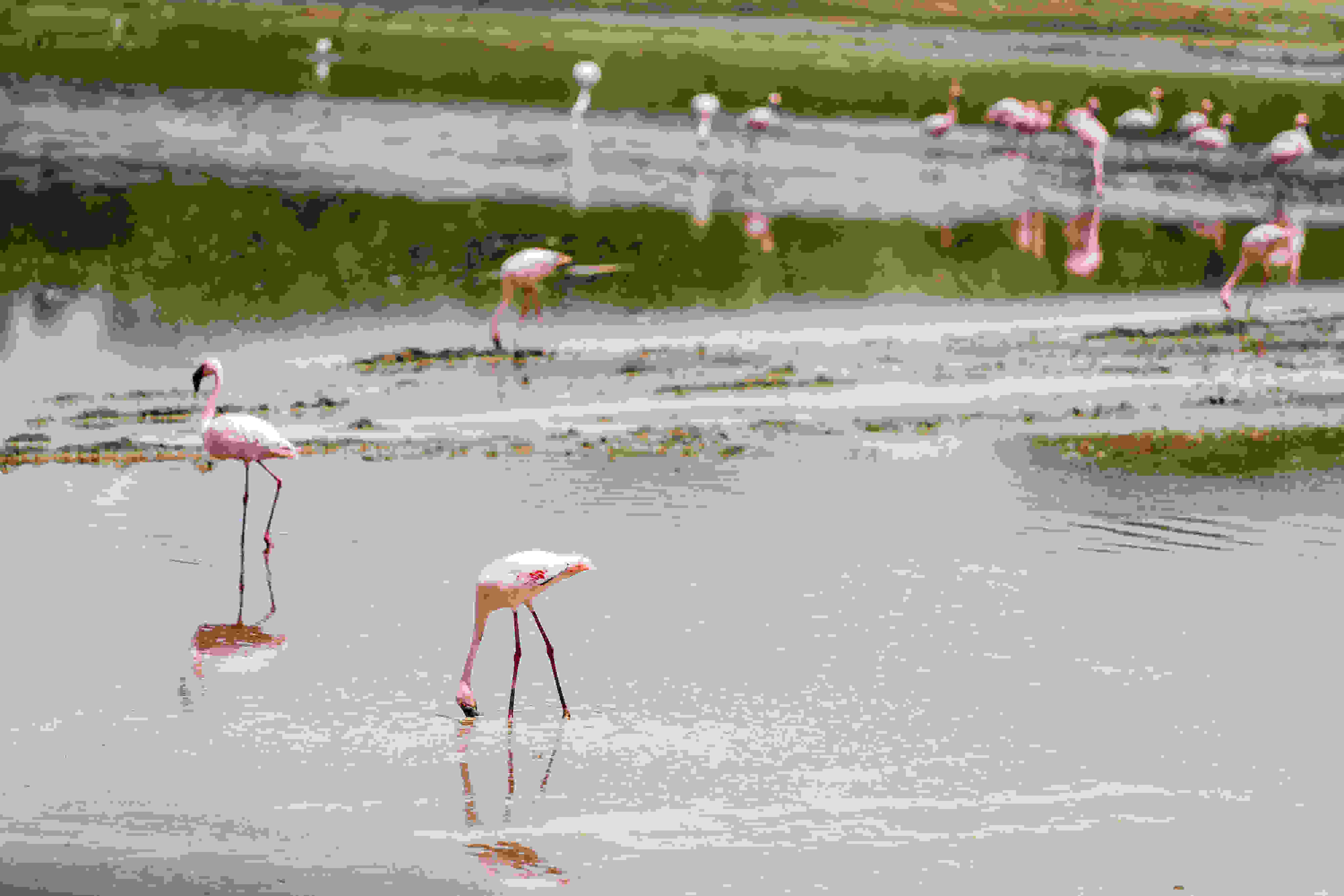 Lake Natron Flamingos