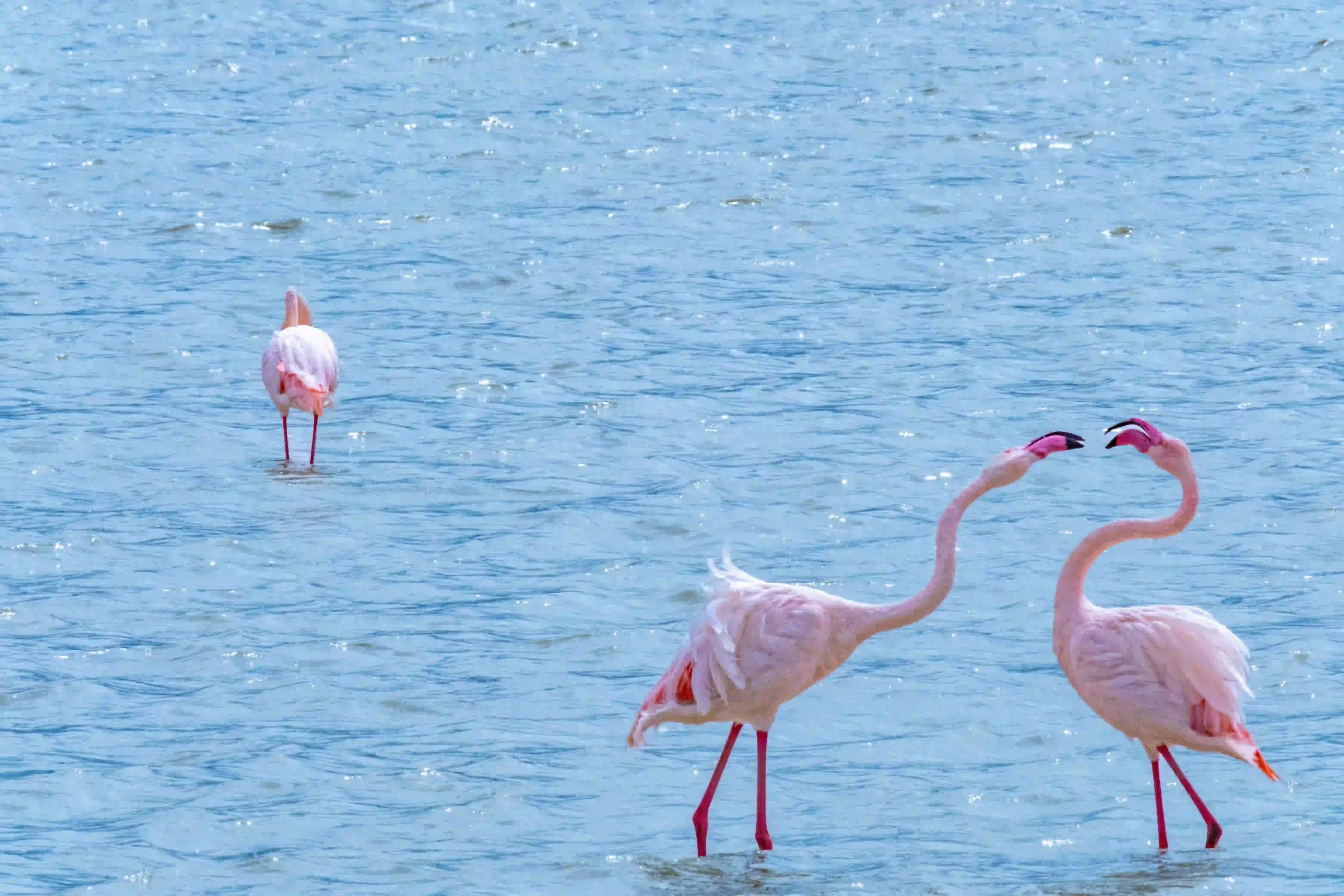 Lake Natron Flamingos