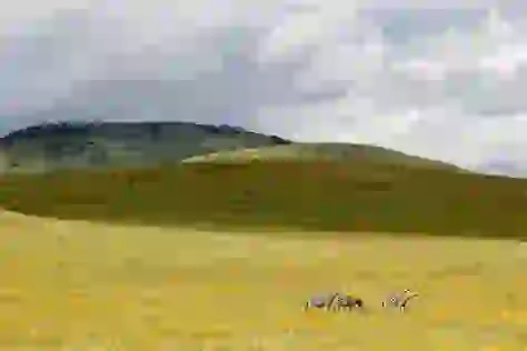 Crater Wildlife