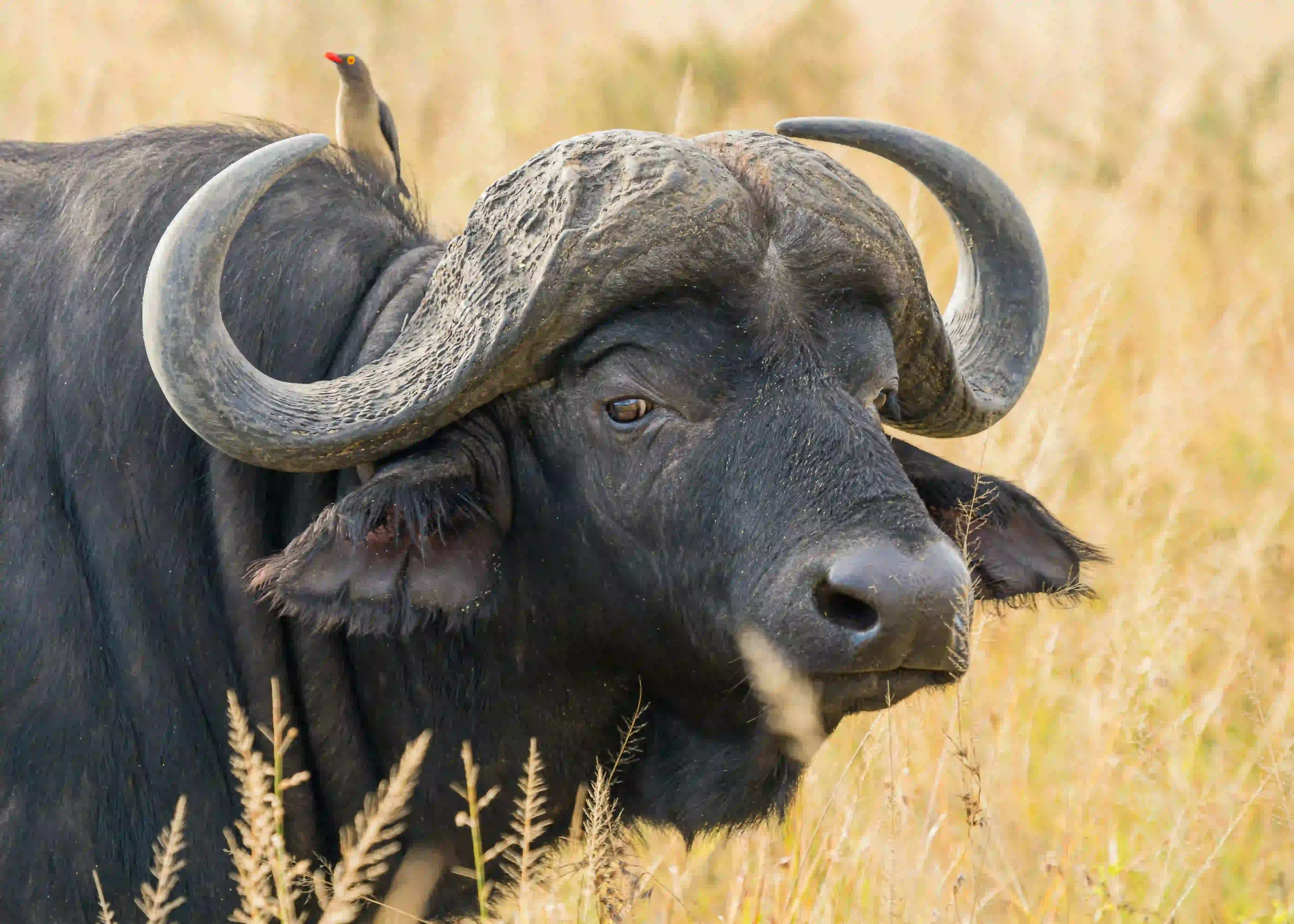 7 Day Great Migration