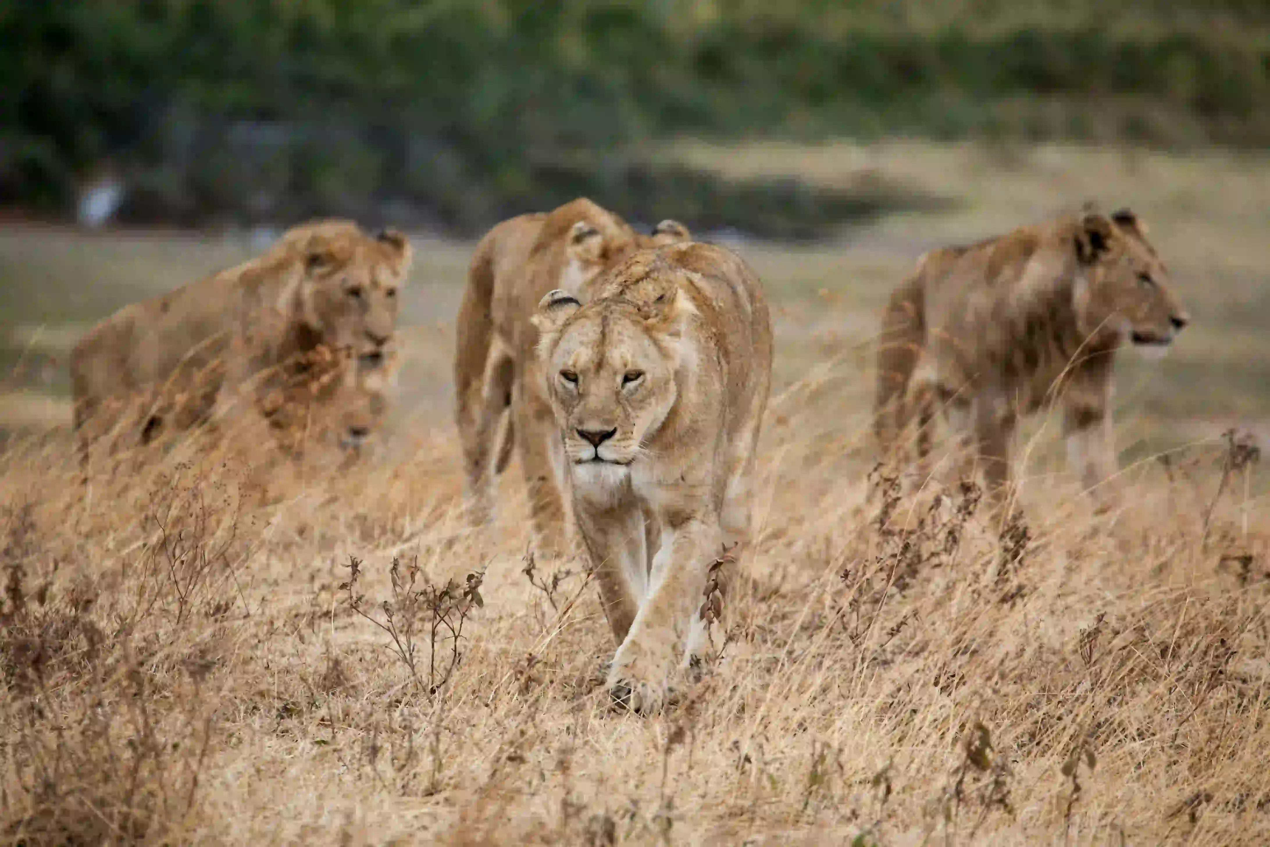 Big Five Lions