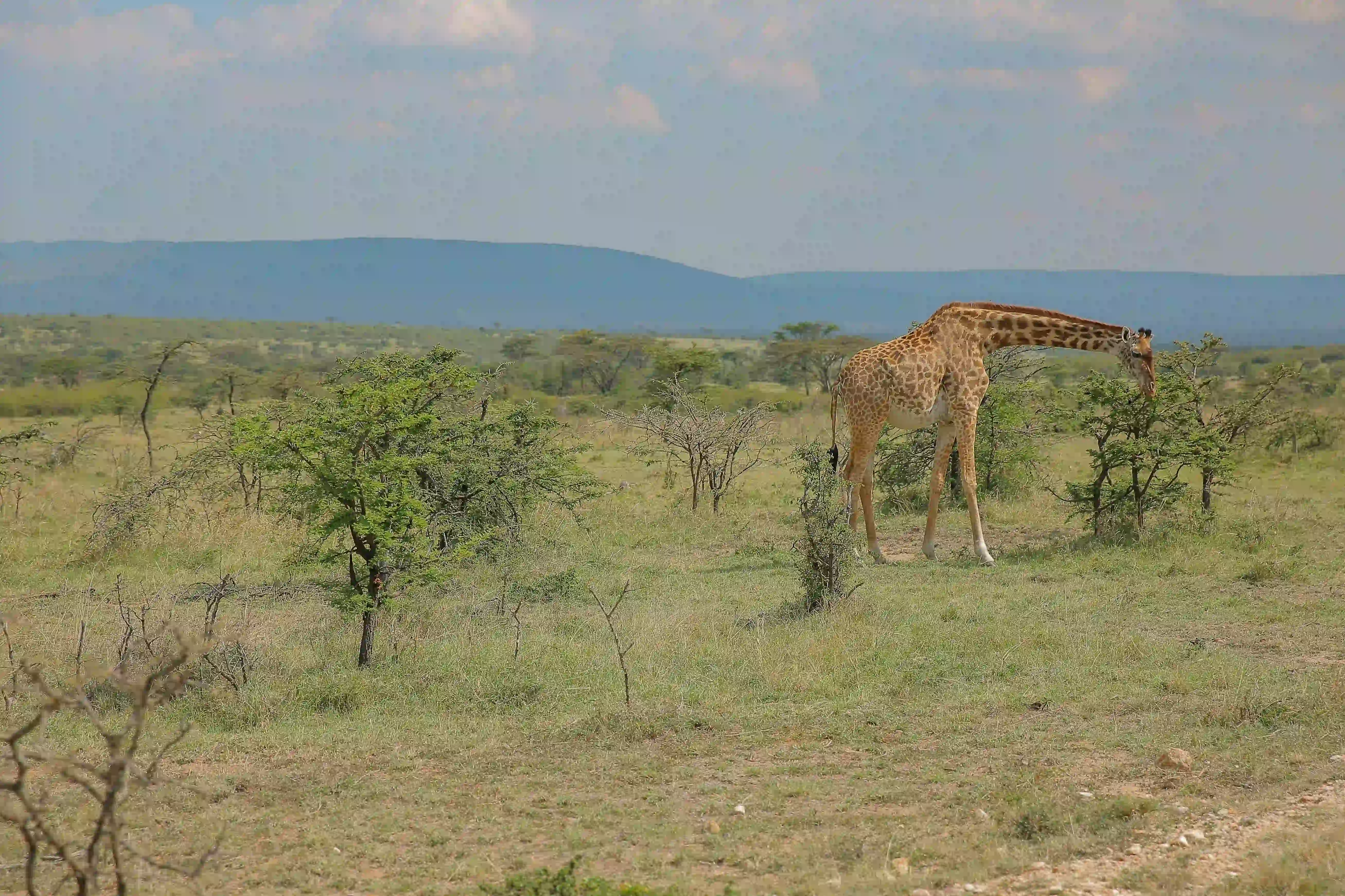 Serengeti Sunset