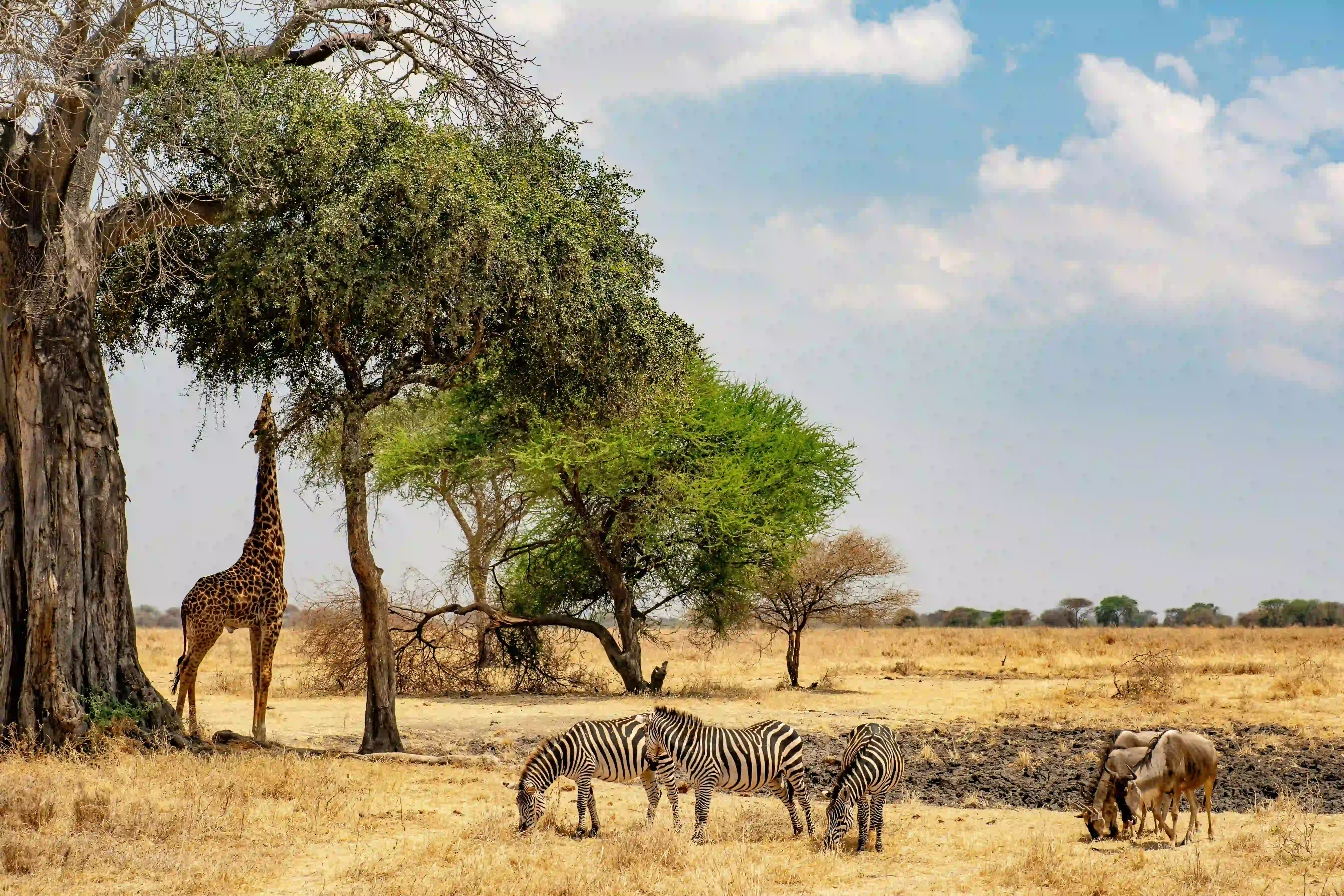 Mid-Range Safari Comfort